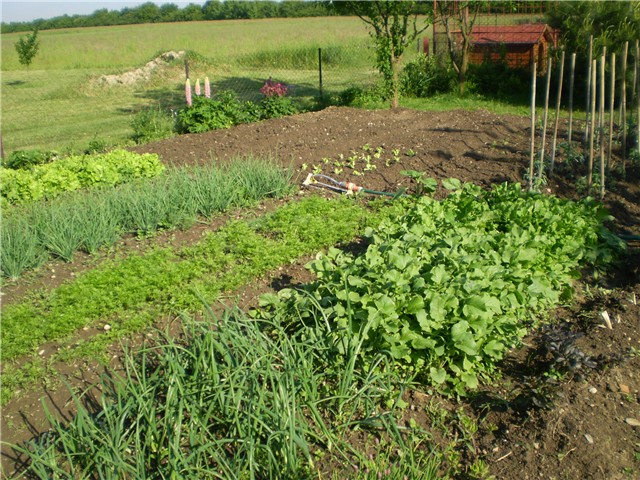 vrtić
